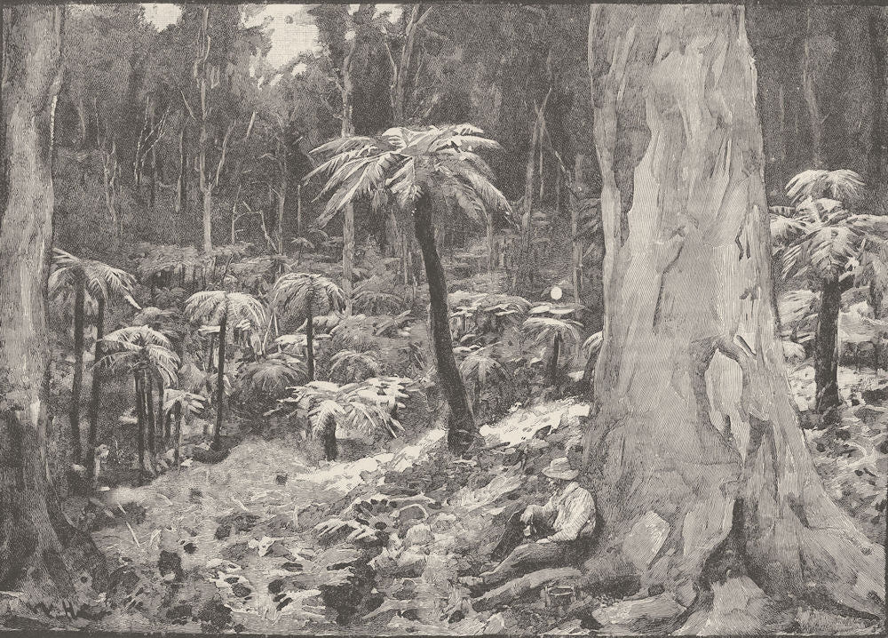 AUSTRALIA. Fernshaw. Fernshaw 1890 old antique vintage print picture